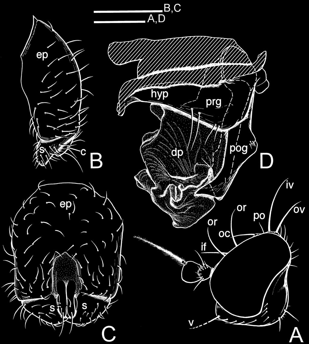 shape apically (Fig. 2B in Sasakawa 1964) (cf. McAlpine 1960; Sasakawa 1974, 1993). The holotype is in good condition, without any lost parts.
