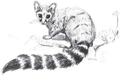 RINGTAIL Bassariscus astutus Pl. 5, Figs. 43, 44 DESCRIPTION: Somewhat like a small Raccoon (Procyon lotor), but with a slender build and an extremely long tail.