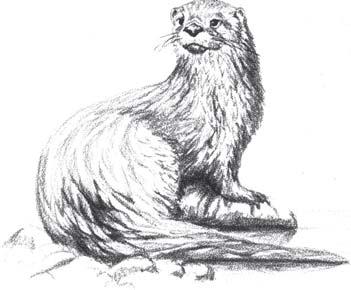 Figure 47. River Otter (Lutra canadensis). Range and Sierra Nevada down to the Central Valley and Delta; also occurs in major drainages in the Coast Ranges north of San Francisco to Alaska.