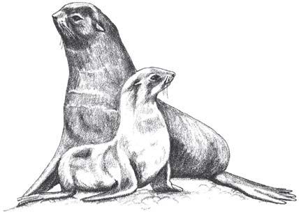 Figure 59. Northern Fur Seal (Callorhinus ursinus). cows and pups migrate; they commonly get as far south as our coast, although they are seldom seen near shore.