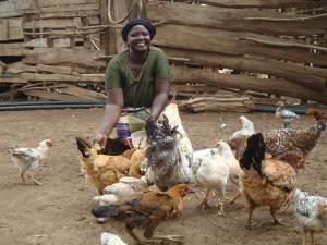 Zelai had been left with just 2 hens and one cock but she now has 14 hens and 5 cockerels. She sells a tray of eggs every week for TZS 4000. She uses the income to buy food for her family. 15.