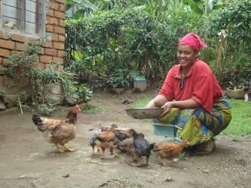 After vaccination of the surviving birds, she is back in the business of selling eggs to sustain herself. She now has 16 adult birds: 10 hens and 6 cockerels.