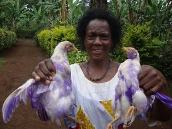 page 15 of 15 22. Wameiri Mpwambao; Musuni village, Uru ward, Moshi District Every day, Wameiri would lose two chicks to the hawk, one in the morning and one in the afternoon.