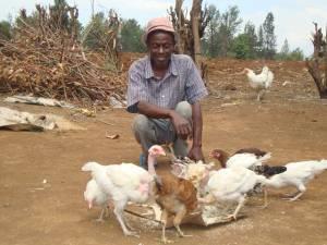 He had lost 20 adult birds and 15 chicks prior to the vaccination that was carried out in July 2010. He now has 30 chickens and 16 chicks. 9.