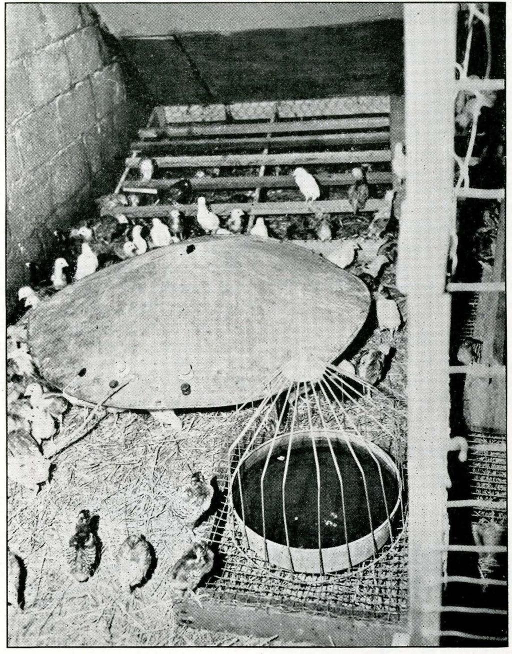 10 Extension Circular 400 Encourage Early Roosting As a rule, chicks get better ventilation and grow and develop more rapidly when they begin roosting early.
