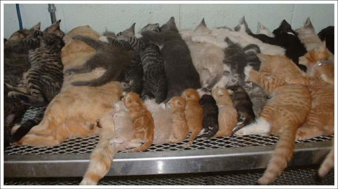 A whole lot of cats California animal control shelters: 2000-2010: 2.