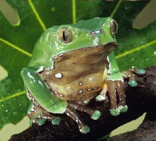 WAXY TREE FROG Waxy Tree Frogs are found in Central and South America around trees and near ponds.