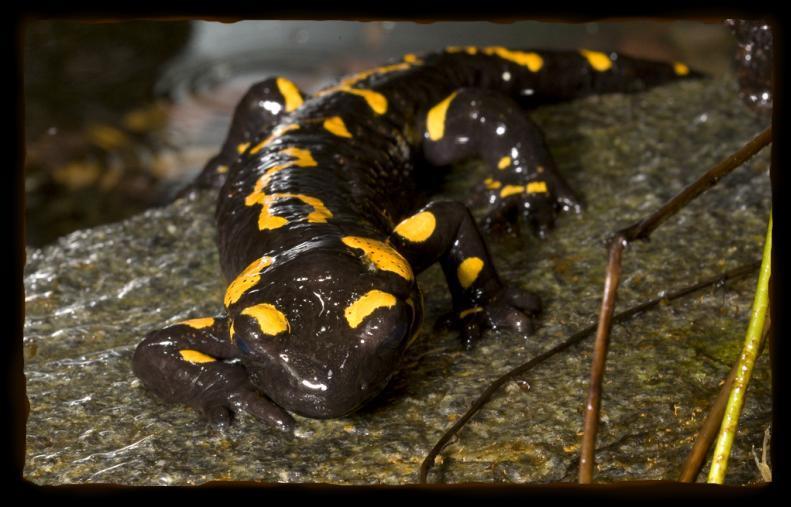 FIRE SALAMANDER Fire Salamanders live in Europe, Africa, and Asia in forests. They eat insects, worms, small frogs, and spiders.