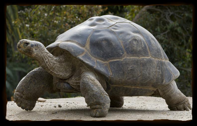 GALAPAGOS TORTOISE Galapagos Tortoises live on the Galapagos Islands off the coast of Ecuador in flat, grassy areas.