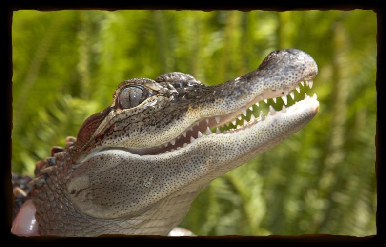 AMERICAN ALLIGATOR American alligators live in the swamps and marshes of the Southeastern United States.