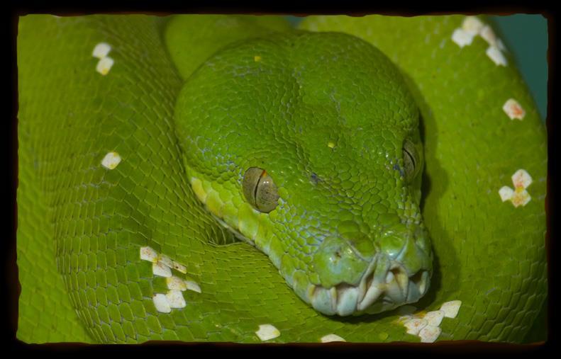 PYTHON Pythons live in rain forests, grasslands, and swamps in Africa, Madagascar, Southeast Asia, and Australia.