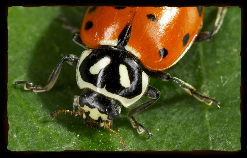 LADYBUG Ladybugs live in North, Central, and South America, Africa, Europe, and Asia in forests, meadows, and gardens.