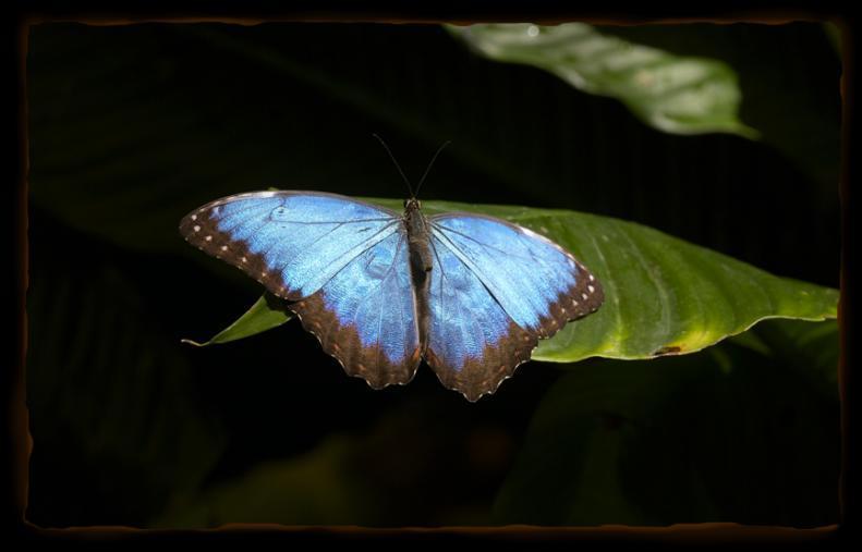 BUTTERFLY Butterflies live in all continents except Antarctica and can live in all kinds of habitats.
