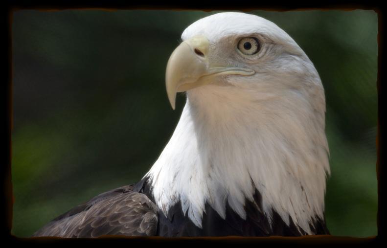 BALD EAGLE Bald Eagles live along coastlines, lakes, and rivers of Canada, the United States, and Northwest Mexico.