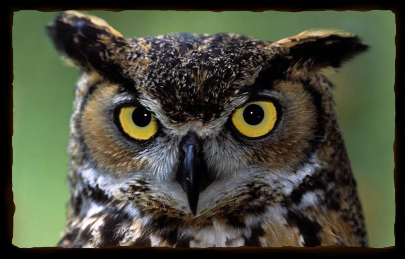 GREAT HORNED OWL Great Horned Owls live from the Arctic to South America in mountains, grasslands and deserts.