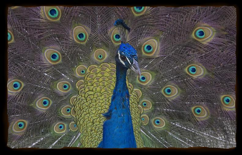 PEACOCK Peacocks live wildly in the forests and rain forests of India, Pakistan, Sri Lanka. Southeast Asia, and Central Africa.
