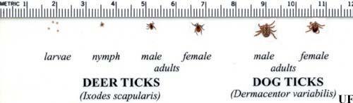 ~180,000 human tick bites per year in Westchester County, NY ~ 15% of those persons
