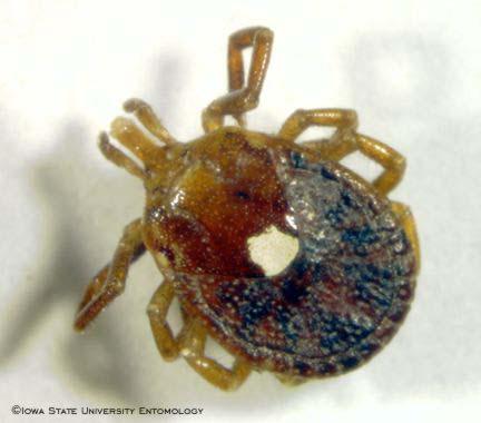 Lone Star Tick and its