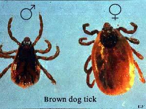 Number of reported cases of Rocky Mountain spotted fever by