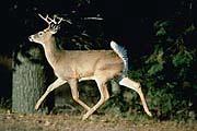 deer in USA Early 1900 s: 300,000 to 500,000 deer Today: ~27 Million