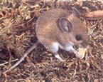 White-Footed Mouse Peromyscus leucopus Principal