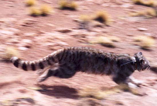 This fieldwork was carried out at four protected areas where the Andean cat presence was confirmed or was supposed to be present.