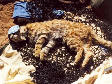 In 2005, between March and April, another pre-trapping campaign was carried out for capturing Andean cat(s) and pampas cat. In May 9 a female pampas cat was captured and radio collared.