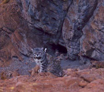 Particular features common to both rocky sites could be important factors for Andean cat presence and permanence, and it is certainly related to prey accessibility and availability, as well as other