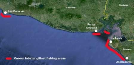 Priority geographies: Bahia Jiquilisco, El Salvador, Estero Padre Ramos and Aserradores, Nicaragua Reduce bycatch from lobster gillnets: Assess bycatch rates and drivers and characterize the key