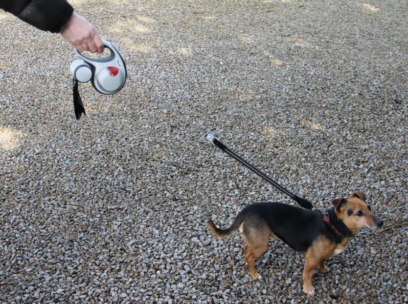 Slips, trips, and falls Dogs introduce lots of items to work environment Leashes Dog bowls Dog