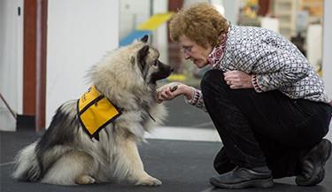 Types of Assistance Animals Service animals