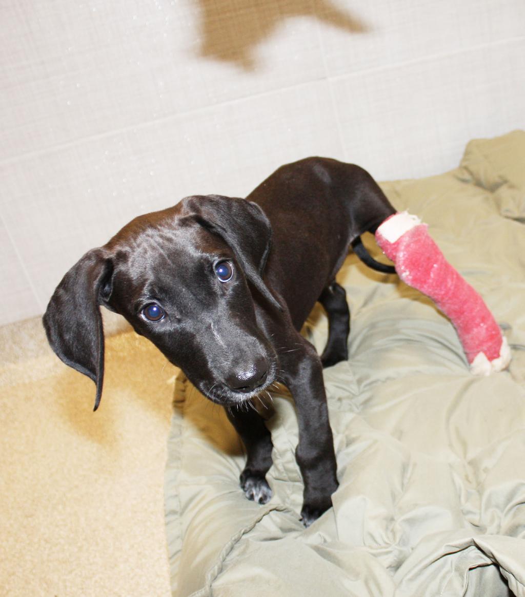 Oreo, a 3-month-old puppy, arrived at NEAS with a fractured left back leg.