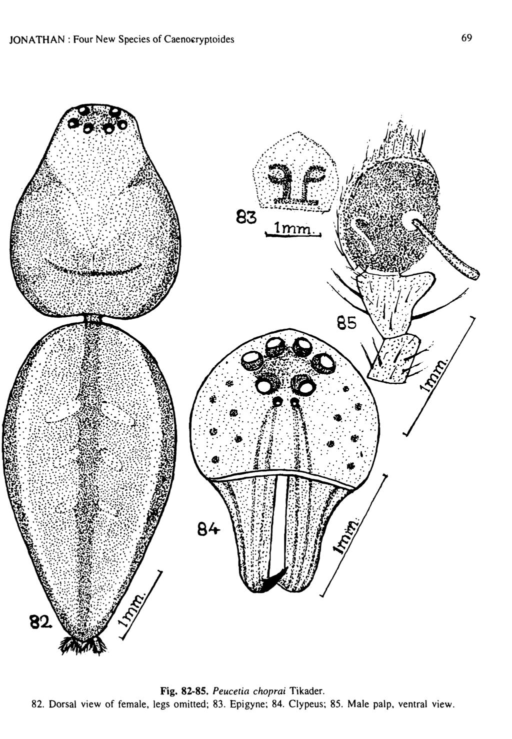 JONATHAN' Four New Species of Caeno ryptoides 69 84 Fig. 82 