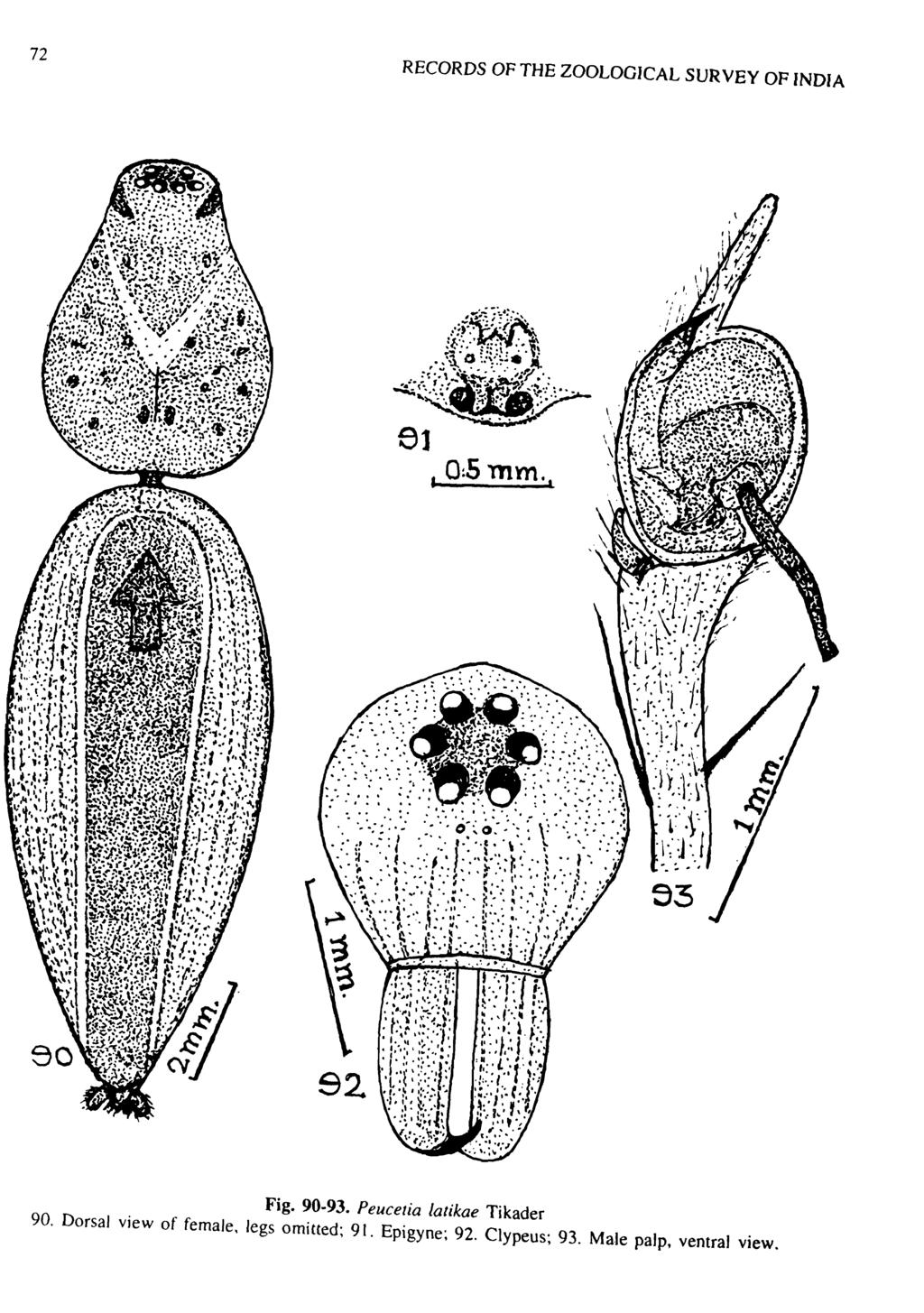 72 RECORDS OF THE ZOOLOGICAL SURVEY OF INDIA 0:5 mm., 53 92 Fig. 90-93.