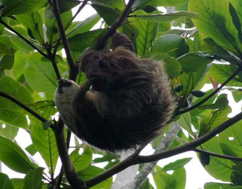 Two-toed Sloth (Choleopus hoffmanni) Range: Nicaragua, Central America (Panama), Colombia, Venezuela, Guiana, Ecuador, Peru, Brazil and Bolivia.