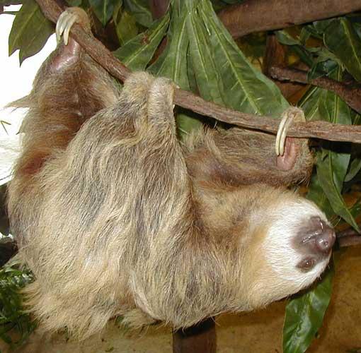 Two-toed sloths can be differentiated from three-toed sloths by difference in coat colour (three-toed being grey-coloured) and by the number of claws on the front paws.
