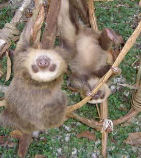 Behavior: Two-toed sloths are herbivores, feeding mostly on leaves, and have a less specialized diet than three-toed sloths. They are nocturnal and so more active after sunset.