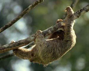 Three-Toed Sloth (Bradypus variegatus) Range: The three-toed sloth inhabits tropical forests from southern Central America to north-eastern