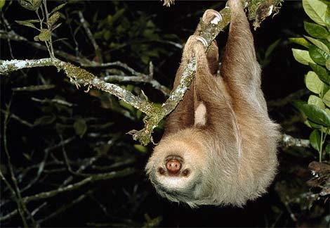 and sloths