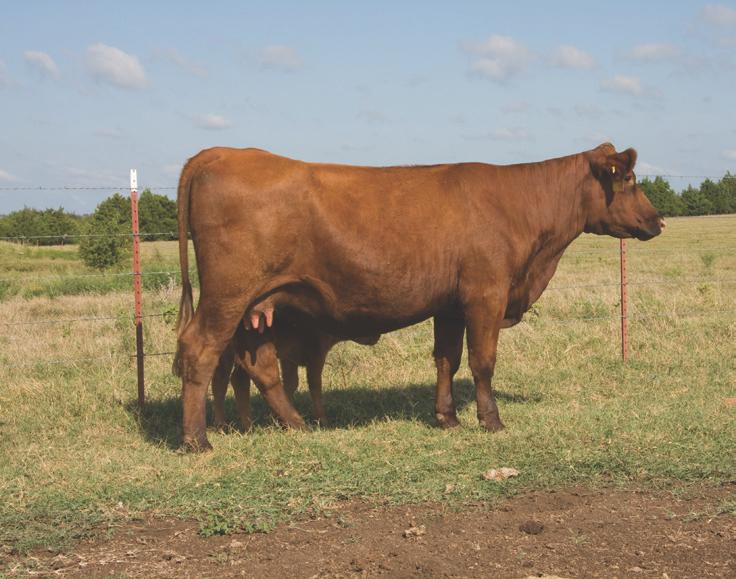 54 MRS IN 634 AVA T798 1226132 Calved: September 13, 2007 FCC RAMBO 502 LJRA RAMBO F634 PANHANDLE BELLE 5085 BW 2.7 WW 33 YW 64 M 12 TM 29 CED 2 CEM 2 ME 7 STAY 6 FAT 0.00 REA +0.22 MARB -0.05 Mrs.
