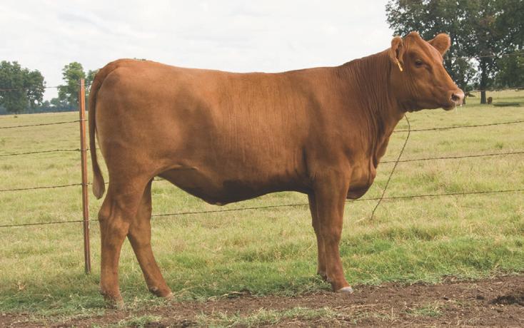LMAN King Rob is known for producing powerfully made daughters that develop into extremely nice females.