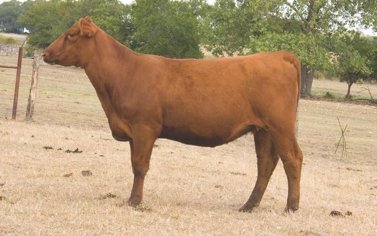 57 HARB HARB COPPERQUEEN T17 1223692 HARB COPPERQUEEN T-17 is the product of a powerful mating. Her dam Forster Copperqueen 7179 is a rare daughter of PBC D0202 H0904, a Chief breeding legend.