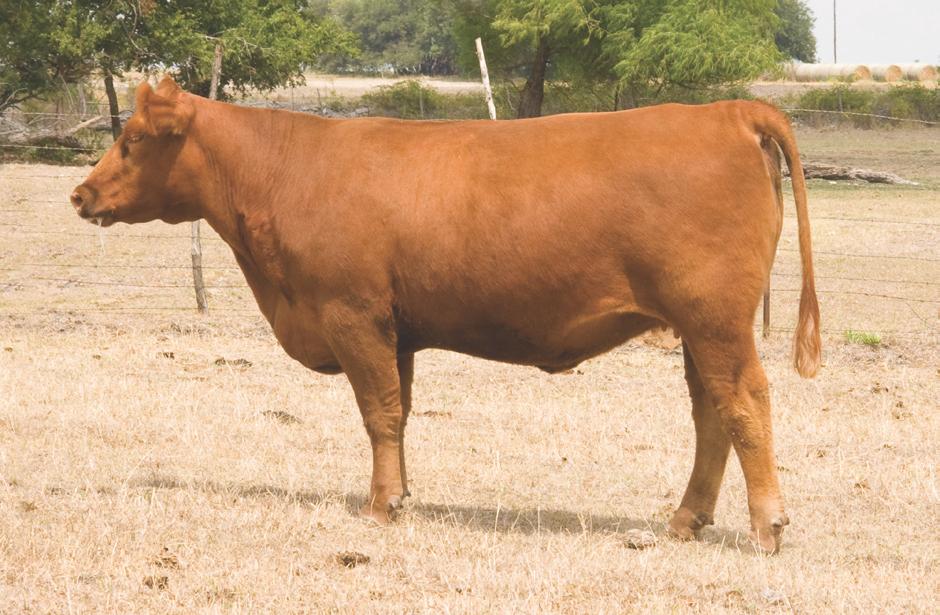 49 inches) ever submitted to RAA. He is in the top 1% of the breed for weaning and yearling weight and the top 2% for total maternal. HARB T-17 is quite a find herself.