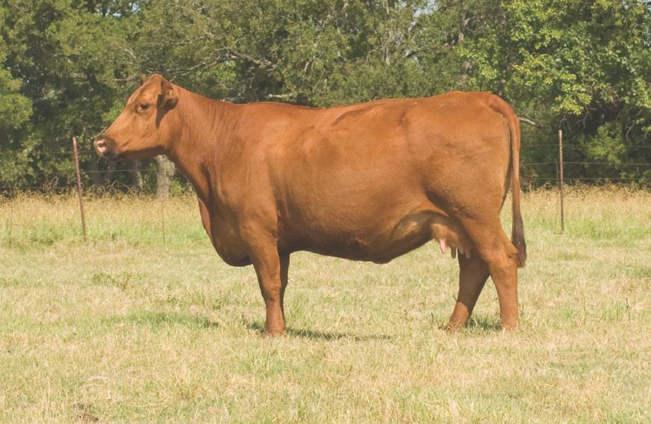 A full brother (King James) sold this past spring to ABS for $15,000 Study her numbers. Wow! Safe to our senior herd sire Mo (reg # 1165168).
