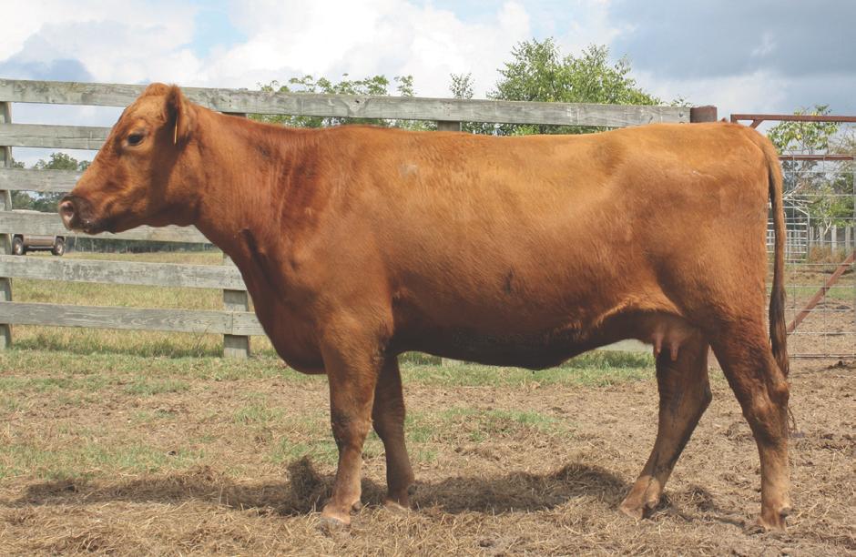 Robo Gold is an extremely rugged bull that puts a lot of muscle into his offspring and yet keeps them attractive in their profile. CJ Confirmed pregnant to calve in the Spring.