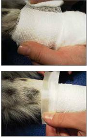Bleeding Keep the dog quiet and calm. Put on a tight bandage. Improvise with a towel or some clothing if necessary. If blood is seeping through, apply another tight layer.