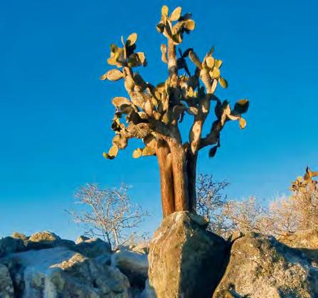 What comes to mind when you think of a desert? You probably think of a cactus, standing noble and lofty. One kind of cactus can grow to be seven feet tall. It is the pancake prickly pear cactus.