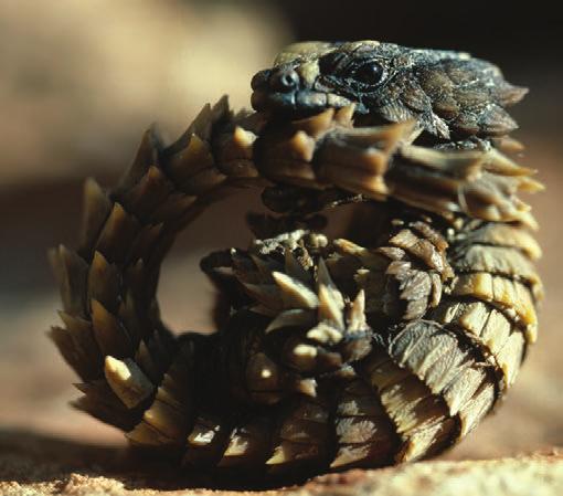 Desert animals know how to stay alive. The armadillo lizard is a very capable survivor. Its nostrils are little tubes.
