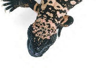 The banded Gila monster, a slow-moving lizard, hunts at night.