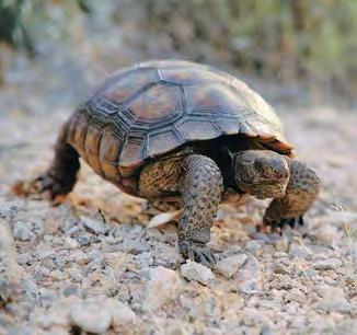 The desert tortoise is a land turtle that can live for 80 years or more! It spends most of that time underground in burrows.